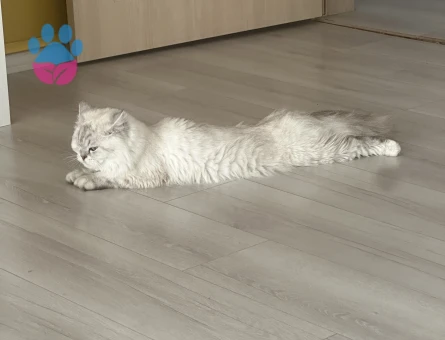 1 yaşında chincilla kedime erkek kedi arıyorum