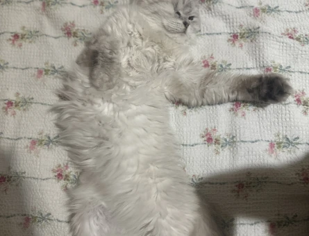 1 yaşında chincilla kedime erkek kedi arıyorum - 118978375