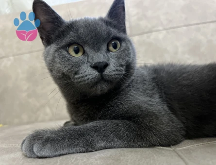 Kısırlaştırmadan Önce çiftleştirip çocuklarından birini almak istiyorum