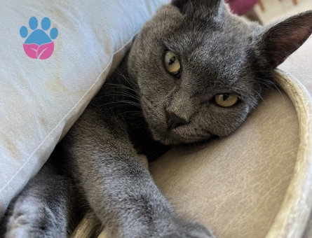 Kısırlaştırmadan Önce çiftleştirip çocuklarından birini almak istiyorum