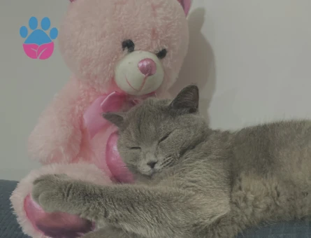 Kızım için eş arıyorum