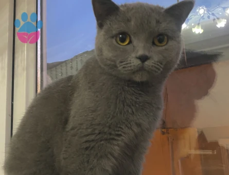 Kızım için eş arıyorum