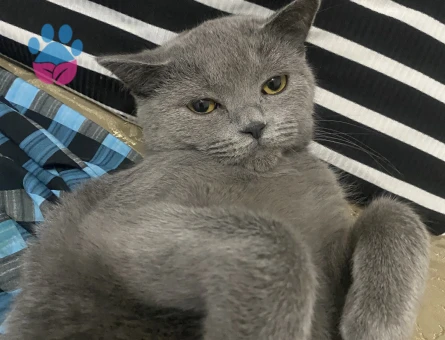 Kızım için eş arıyorum