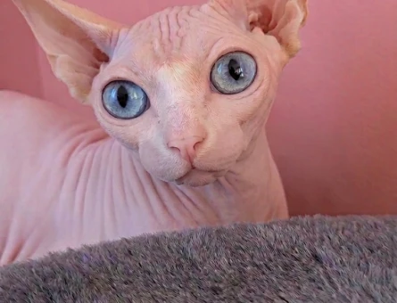 Dişi Sphynx kedim için eş arıyorum - 118984425