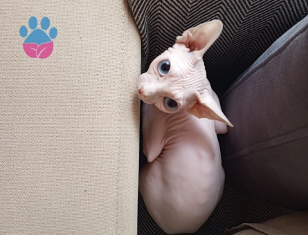 Dişi Sphynx kedim için eş arıyorum
