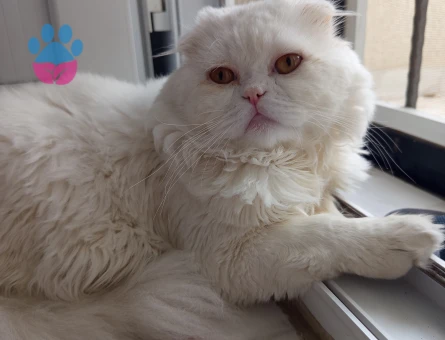 Scottish Fold Toby 1 yaşında - 118984427