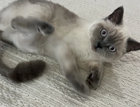 Blue Point British Shorthair Dişi Kedimize Eş Arıyoruz - 118984428