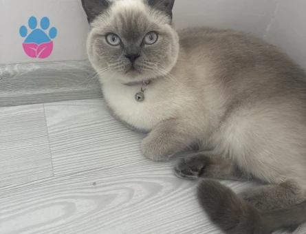 Blue Point British Shorthair Dişi Kedimize Eş Arıyoruz