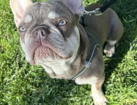 French Bulldog Yakışıklı Oğlum Eş Arıyor - 118984429