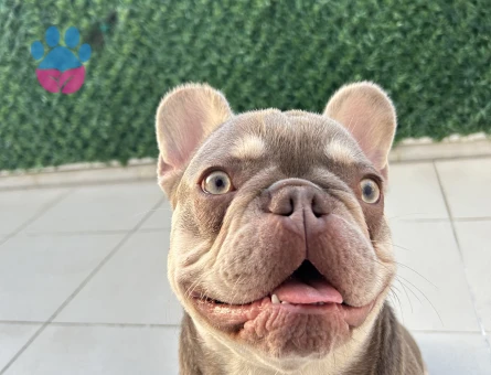 French Bulldog Yakışıklı Oğlum Eş Arıyor