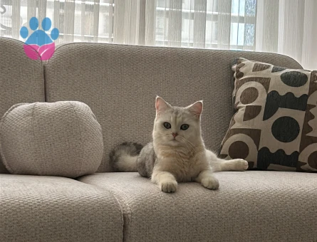 1 Yaşında British Shorthair kedimizde erkek eş arıyoruz. - 118984432