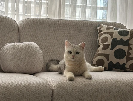 1 Yaşında British Shorthair kedimizde erkek eş arıyoruz. - 118984432