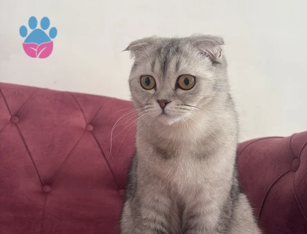 Scottish fold dişi kedime eş arıyorum