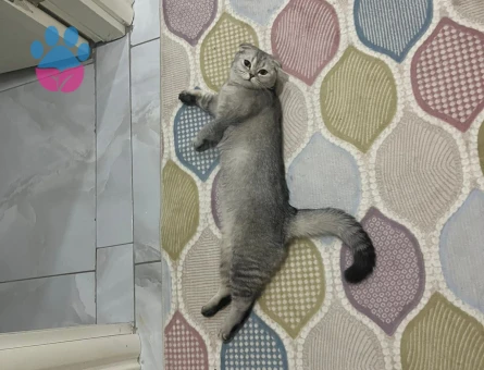 Scottish fold dişi kedime eş arıyorum