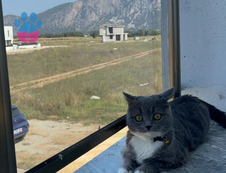 BRİTİSH SHORTHAİR KIZIM EŞ ARIYOR