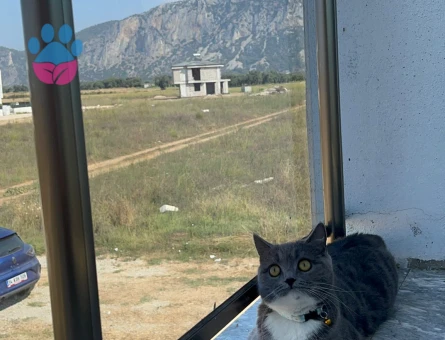 BRİTİSH SHORTHAİR KIZIM EŞ ARIYOR