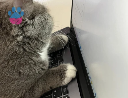 BRİTİSH SHORTHAİR KIZIM EŞ ARIYOR