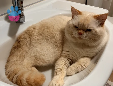 Paşam baba olmak istiyor