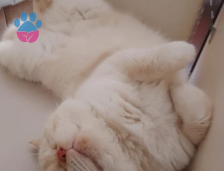 Paşam baba olmak istiyor