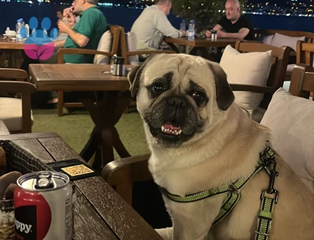 Yakışıklı oğluma güzel bir manita arıyorum