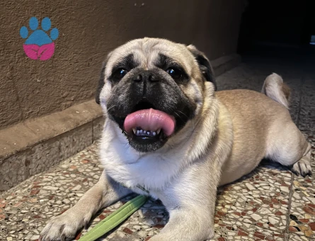 Yakışıklı oğluma güzel bir manita arıyorum