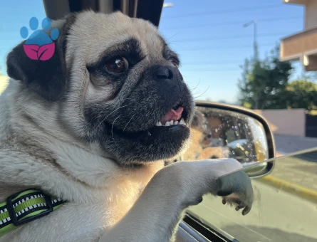 Yakışıklı oğluma güzel bir manita arıyorum