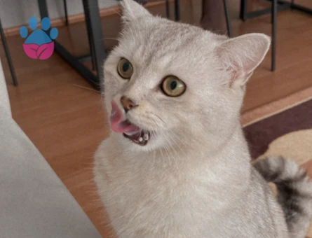 British shortair kedime Eş Arıyorum