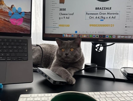 British Shorthair kedim için eş arıyorum.