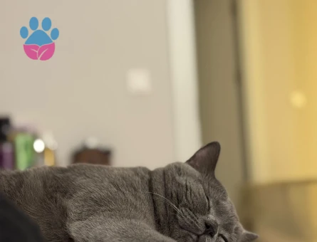 British Shorthair kedim için eş arıyorum.