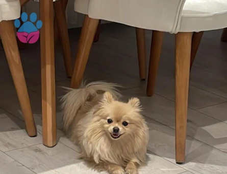 Pomeranian Boo Köpeğime Eş Arıyorum