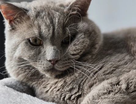British Shorthair 10 aylık kedime eş arıyorum - 118978985