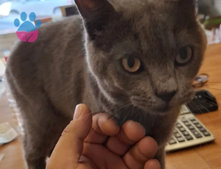 Yakışıklı Erkeğimize Eş Arıyoruz