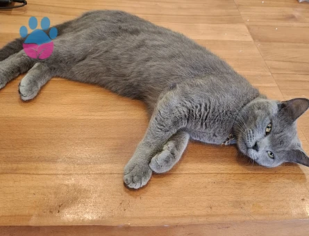 Yakışıklı Erkeğimize Eş Arıyoruz