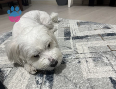 Oğlumu çiftleştirmek istiyorum