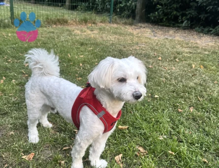 Oğlumu çiftleştirmek istiyorum