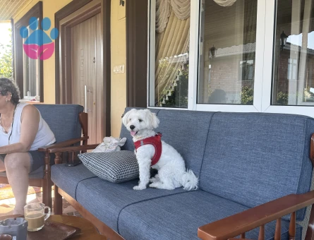 Oğlumu çiftleştirmek istiyorum