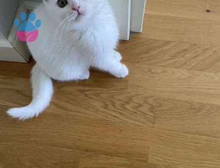 Dişi British Shorthair için Eşleşme