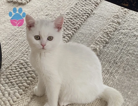 Dişi British Shorthair için Eşleşme