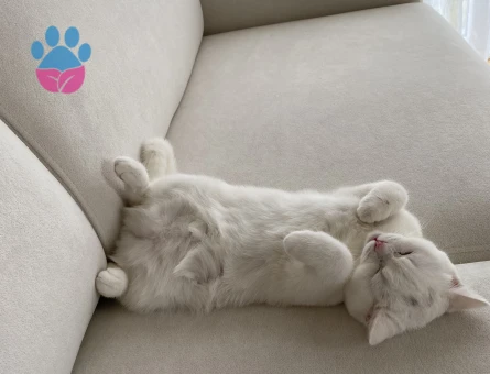 Dişi British Shorthair için Eşleşme