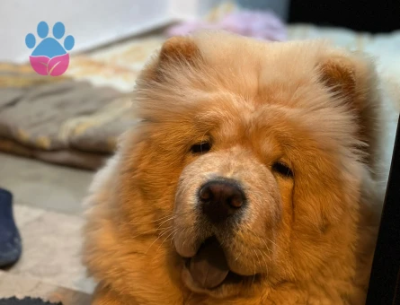 3 Yaşında ki Oğlumuza Eş arıyoruz