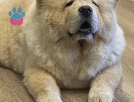 3 Yaşında ki Oğlumuza Eş arıyoruz