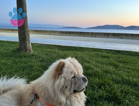 3 Yaşında ki Oğlumuza Eş arıyoruz