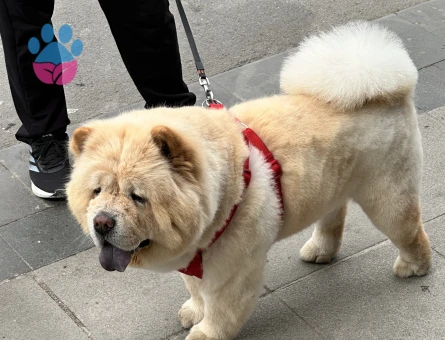 3 Yaşında ki Oğlumuza Eş arıyoruz