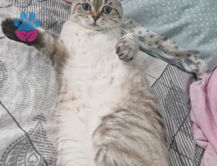 Scottish Fold Kızıma eş arıyoruz - 118984734