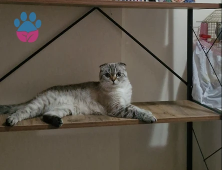Scottish Fold Kızıma eş arıyoruz