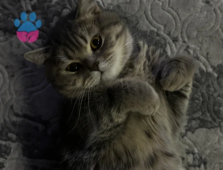 Scottish Fold Leo 1,5 Yaşında Eş Arıyor