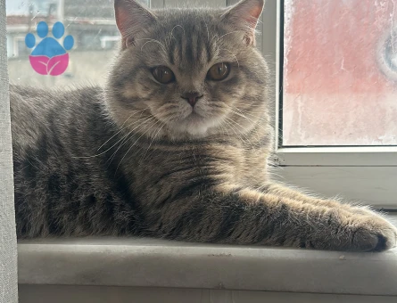Scottish Fold Leo 1,5 Yaşında Eş Arıyor - 118984735
