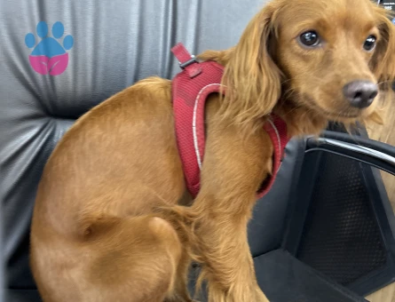 Toy Poodle Köpegimize eş arıyoruz acill