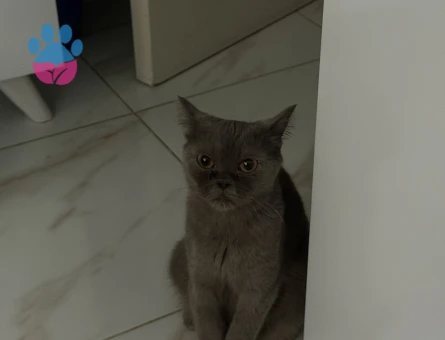 British Shorthair Acil Erkek Kedi Arıyoruz - 118984737