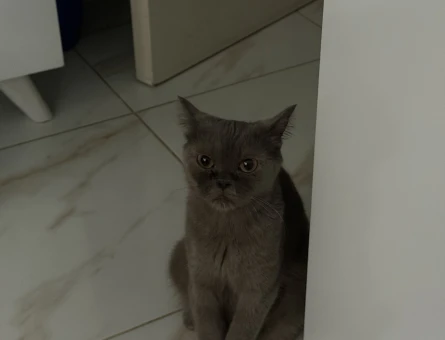 British Shorthair Acil Erkek Kedi Arıyoruz - 118984737